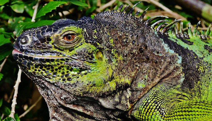grüne Iguana Echse von Werner Lehmann
