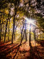door de bomen