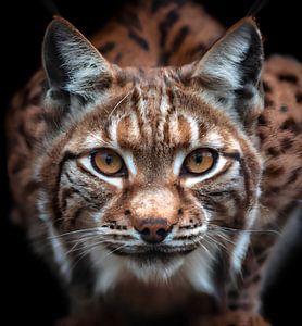 Lynx by Jacco Hinke