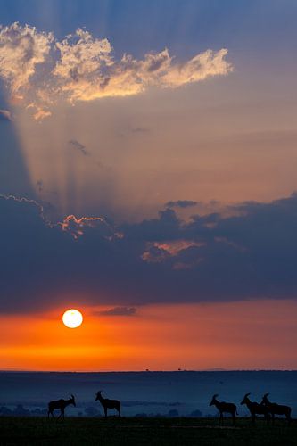 Kudu's in ochtend licht, Masai Mara