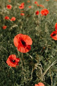 Champ de coquelicots en été sur Elke Verbruggen