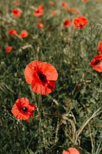 Poppy field in summer by Elke Verbruggen