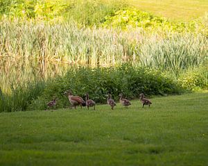 famille d'oies sur Tania Perneel