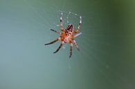 Spinne im Netz von Paul Franke Miniaturansicht
