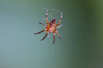 Spin In web