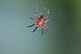 Toile d'araignée dans la toile sur Paul Franke