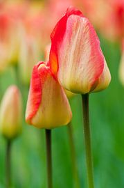 Tulips 'Orange Queen' in Keukenhof, the Netherlands