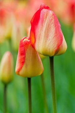 Tulips 'Orange Queen' - Keukenhof von Tamara Witjes