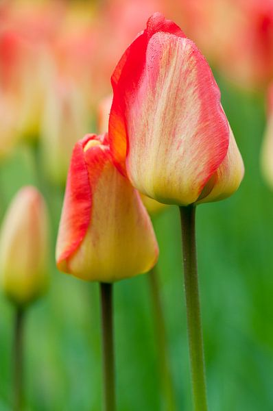 Tulips 'Orange Queen' - Keukenhof par Tamara Witjes