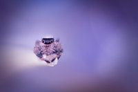 spin