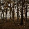 Der Wald im Herbst von Britney Suoss
