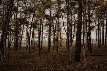 Het bos in de herfst van Britney Suoss