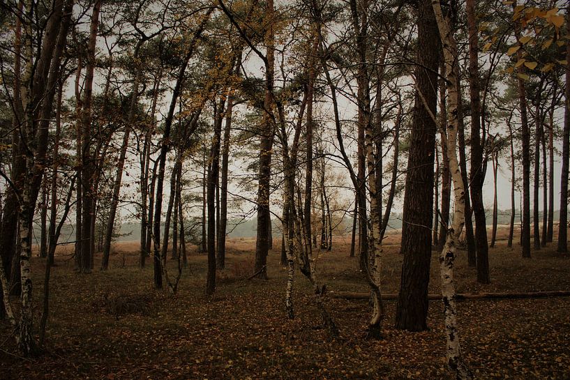 La forêt en automne par Britney Suoss