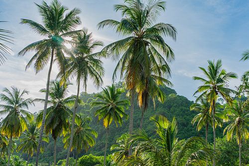Towering palm trees cover the jungle sunlight