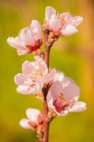 Vineyard cherries II