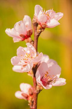 Vineyard cherries II by Piret Victoria Ribas Photography