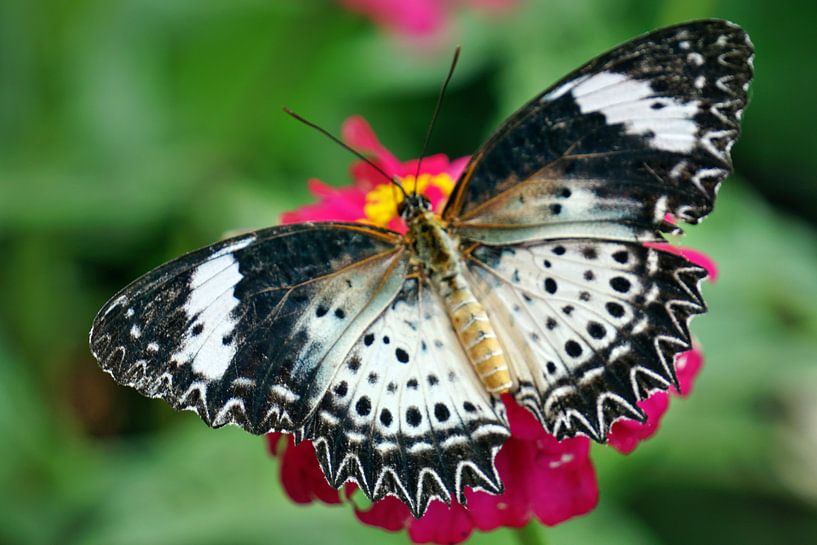 Vlinder by Bart Cornelis de Groot