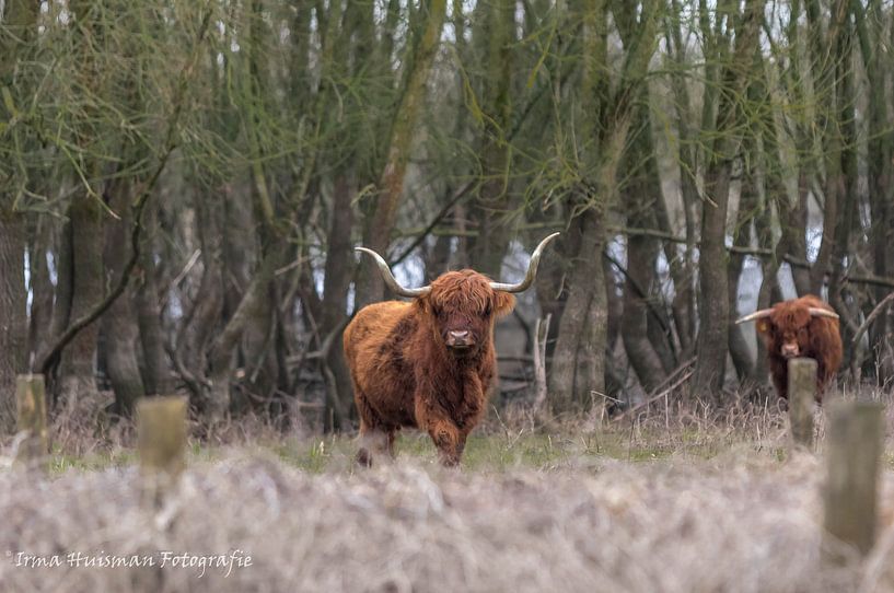 Les Highlanders écossais par Irma Huisman