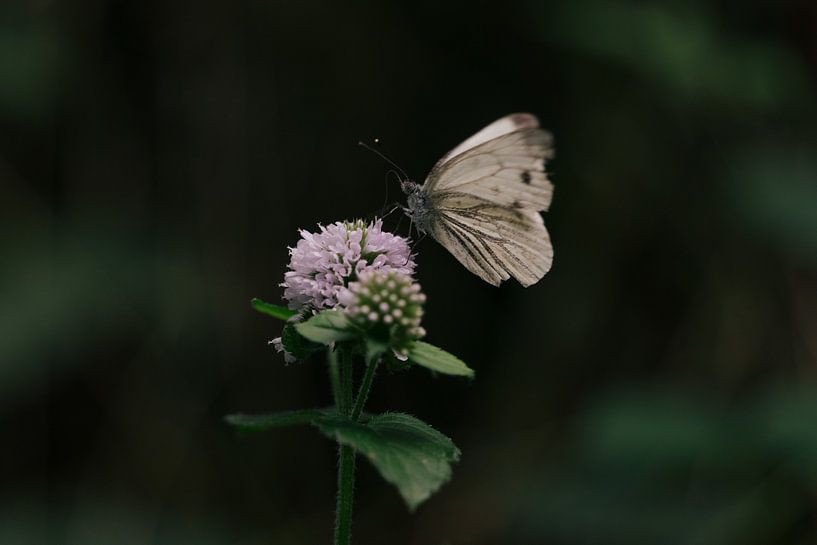 Papillon par Kaylee van Dam