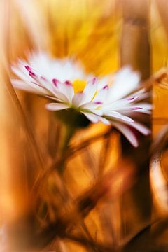 Daisies in the straw