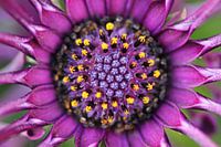 Im Herzen der spanischen Marguerite