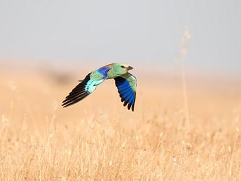 Scharrelaar in de vlucht.