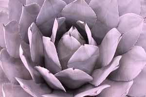 CACTUS III
