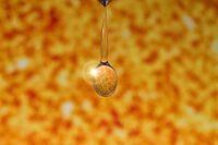 The sun in a drop