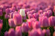 Witte tulp tussen roze tulpen van Ron ter Burg thumbnail