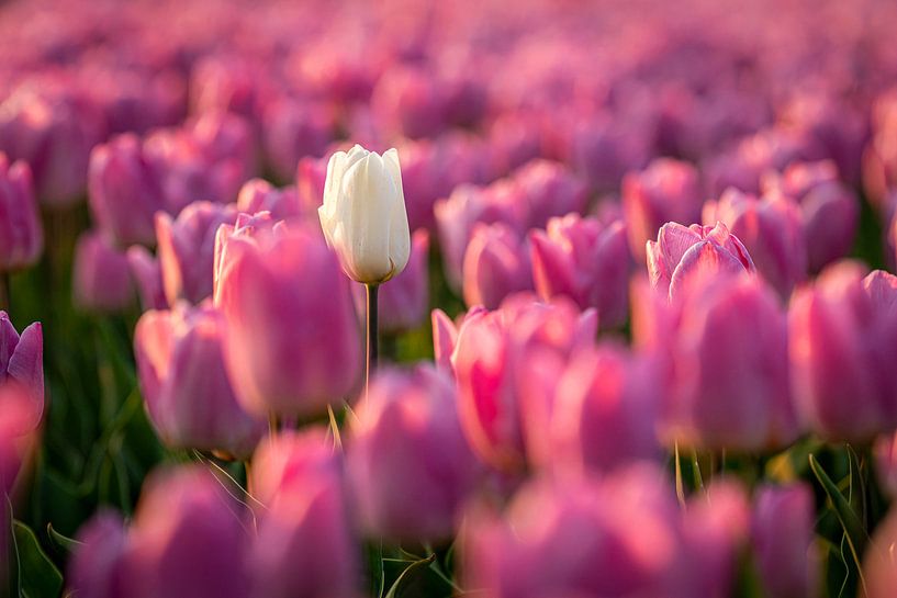 Witte tulp tussen roze tulpen van Ron ter Burg