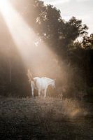 Ein Pferd badet im weichen Sonnenlicht am Rande des Waldes