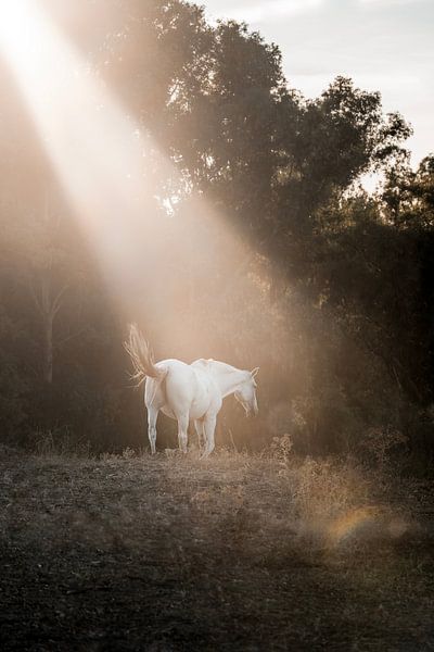 Paard Badend in Zacht Zonlicht aan de Bosrand van Femke Ketelaar