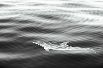 Dolphin (II) van Ann Cools
