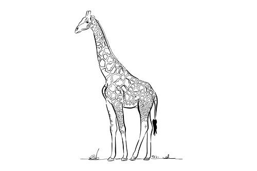Giraffe zwart wit lijnen