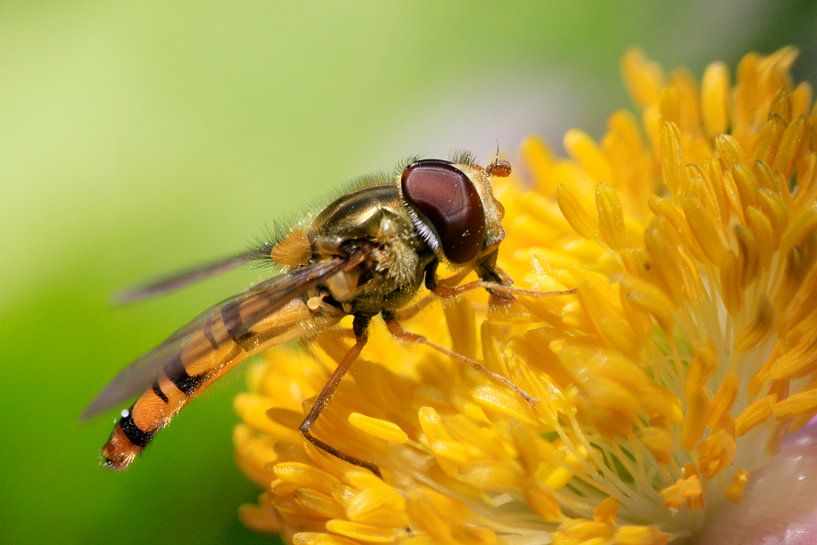 Hoverfly by Jolanta Mayerberg