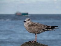 seagull pier IJmuiden