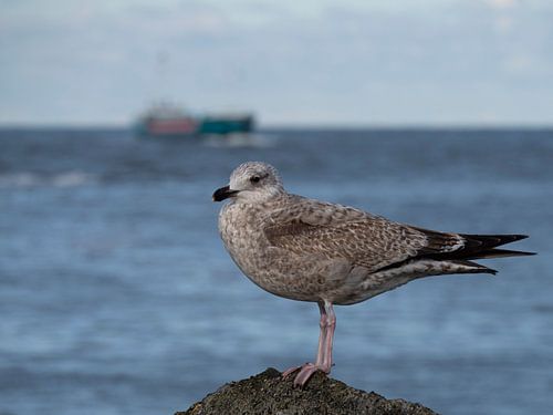 meeuw pier IJmuiden