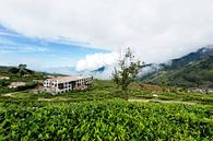 Abandoned teaplant in Sri Lanka von Gijs de Kruijf Miniaturansicht