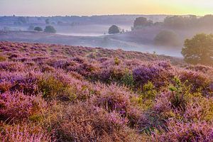 Misty Morning