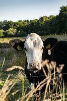 Vache curieuse