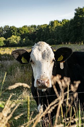 Curious cow