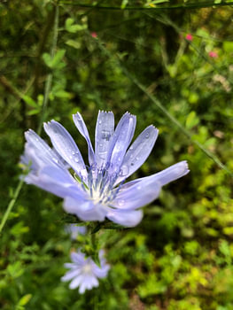 Blume blau