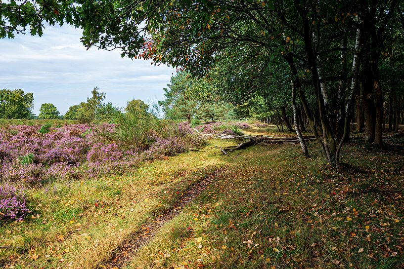 Westerheide van Peter Veerman