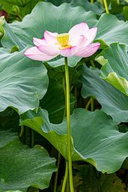 lotus by ton vogels