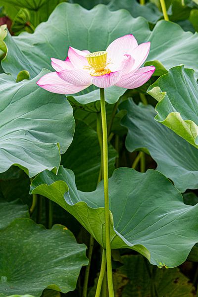 Lotus von ton vogels