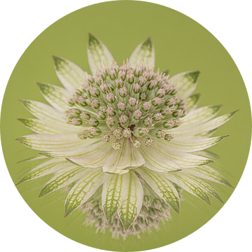 Olijfgroen vierkantje met wit Zeeuws knoopje (Astrantia Major) van Marjolijn van den Berg