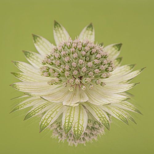 Olijfgroen vierkantje met wit Zeeuws knoopje (Astrantia Major)