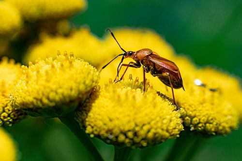 The Splendour of the Red Collared Bug