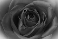 A rose in black and white by Lonneke Klomp thumbnail