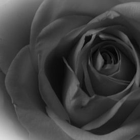 Eine Rose in Schwarz und Weiß von Lonneke Klomp
